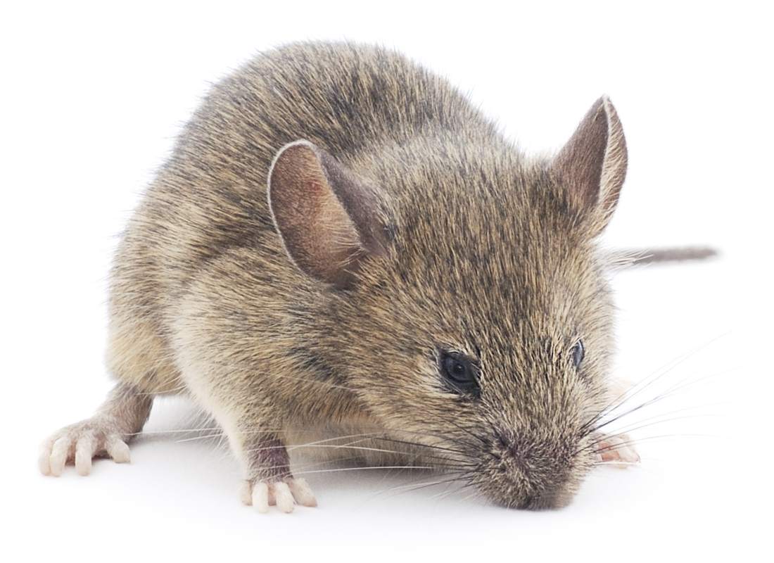 Piège à souris : quels sont les différents types des pièges à souris ?