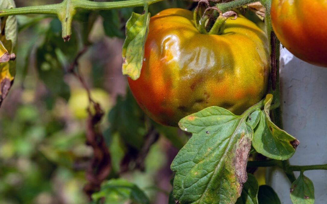 Mildiou sur tomate : symptômes, traitements et résistances variétales