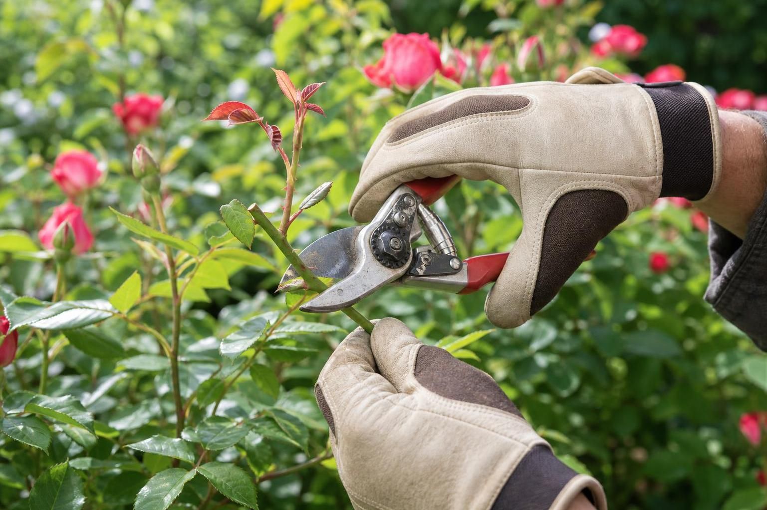 découvrez quand et comment tailler un rosier remontant pour favoriser une floraison abondante et prolongée. suivez nos conseils pratiques pour des roses magnifiques toute la saison.
