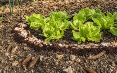 Comment empêcher les limaces de manger les jeunes salades sans utiliser de produits chimiques