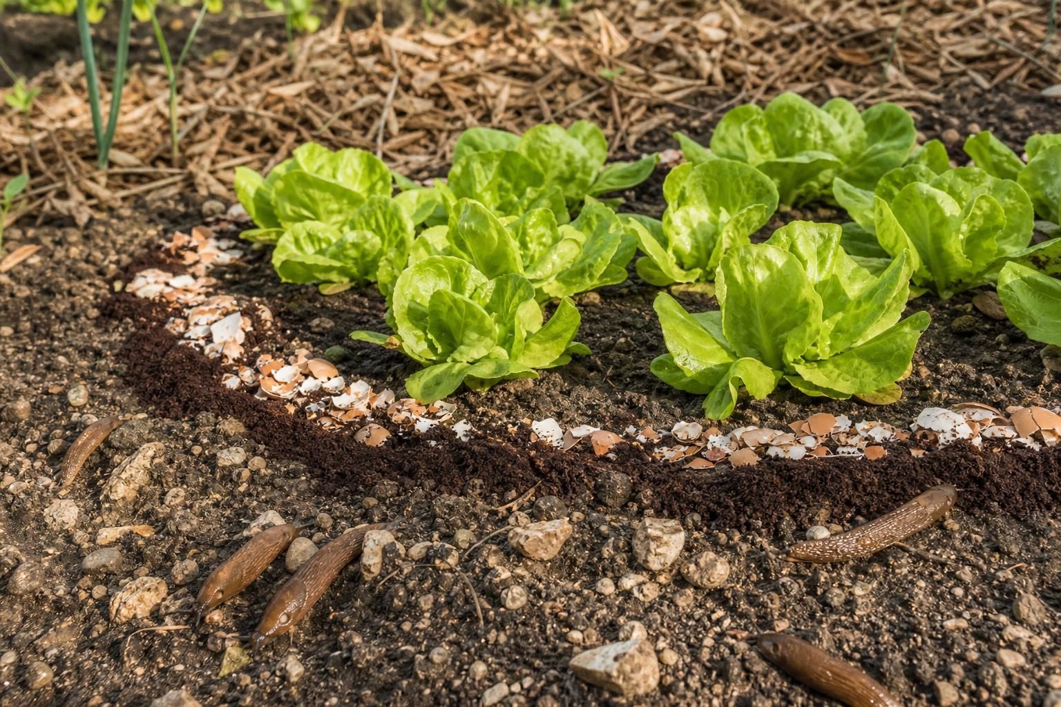 Comment empêcher les limaces de manger les jeunes salades sans utiliser de produits chimiques découvrez des méthodes naturelles et efficaces pour protéger vos jeunes salades des limaces sans recourir à des produits chimiques. astuces simples et écologiques pour un potager sain.