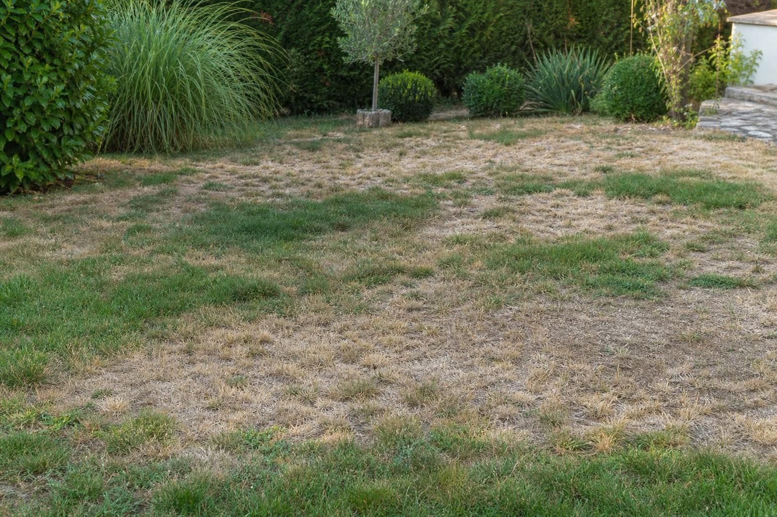 découvrez des conseils pratiques pour restaurer une pelouse jaunie et clairsemée après une période de sécheresse, afin de retrouver un gazon vert et dense rapidement.