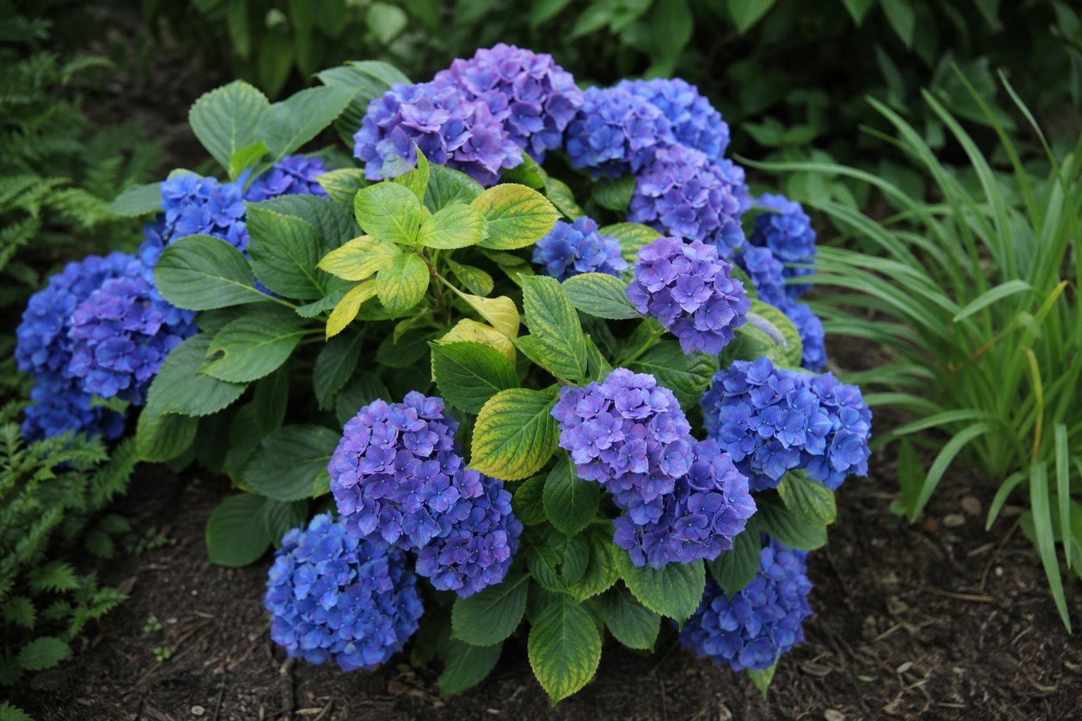 découvrez pourquoi les feuilles des hortensias jaunissent et apprenez des astuces efficaces pour corriger ce problème afin de garder vos plantes en pleine santé.