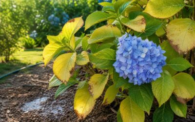 Pourquoi les feuilles des hortensias jaunissent-elles et comment corriger le problème